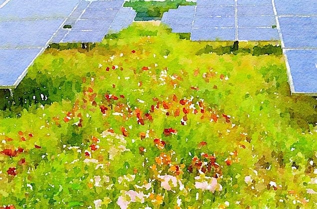 Solar Panels and Pollinator-Friendly Plants